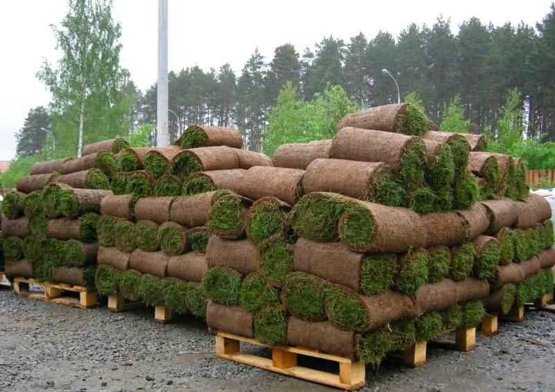 Рулонний газон та посівний газон