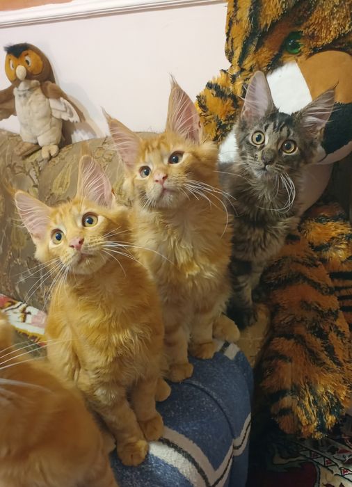 На продажу очаровательные малыши мейн-кун