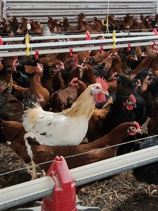 Kury nioski Rosa Messa Leghorn prosto od hodowcy. Dowóz Gratis.