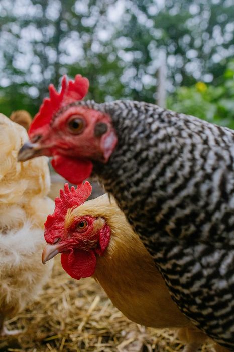 Яйце Амрокс і Лівенська ситцева інкубаційне