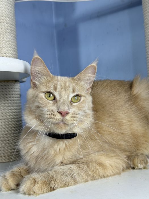 Девочка 1.5 годика с полным пакетом документов мейн кун