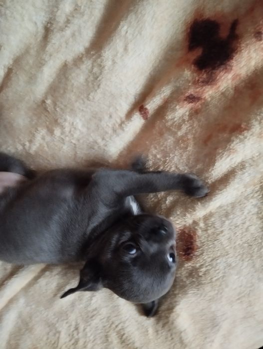 Cudna  Chihuahua. Niebieska