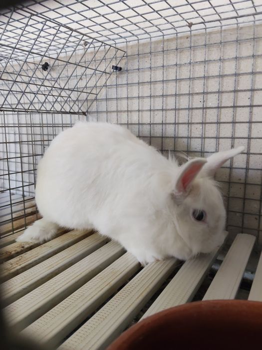 Coelhos anões adultos
