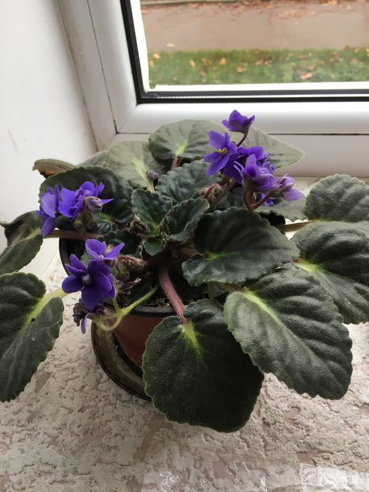 Жіноче щастя(Спатифілум)/фіалки/