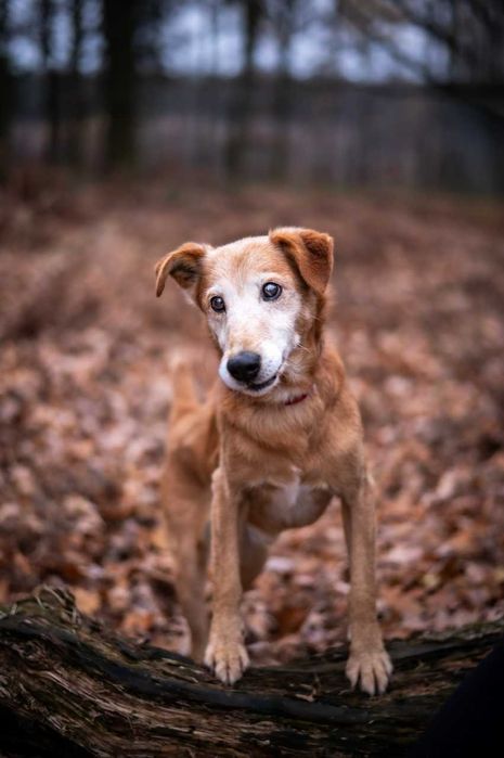 kontaktowy piękny pies Winnie do adopcji