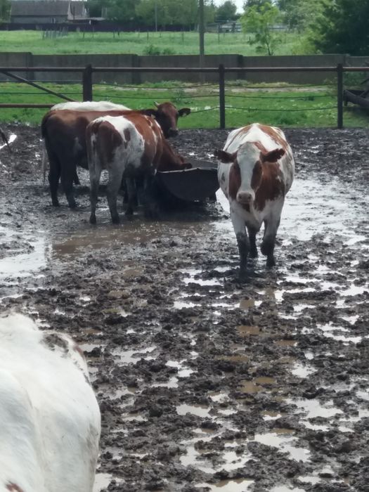 Продам телок на хозяйство!