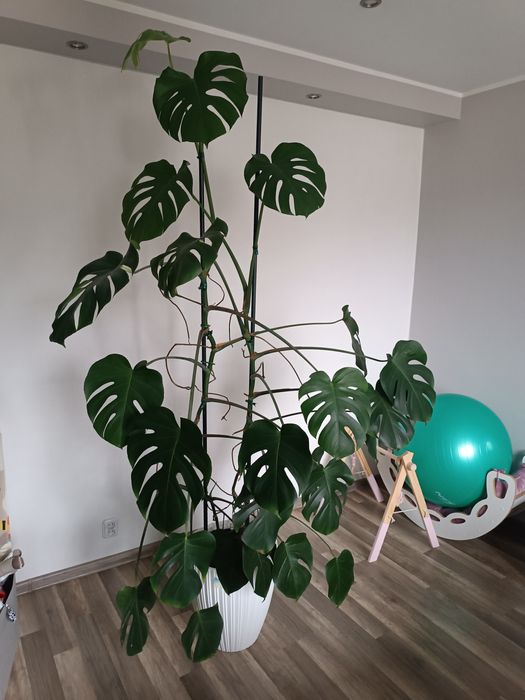 Monstera  ogromną