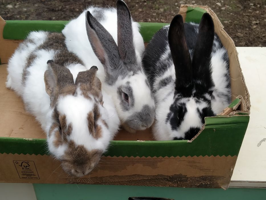 Witam sprzedam samce mające około roku