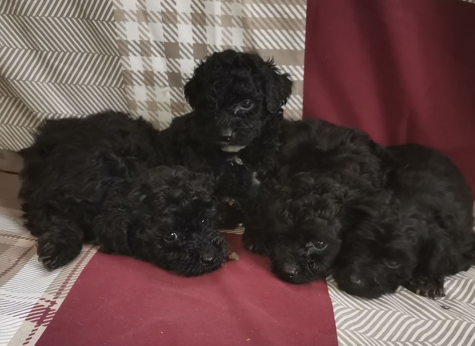 Цуценята пуделя чорного окрасу на опт
