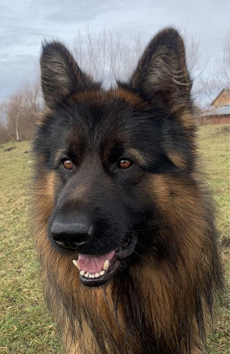 В’язка німецької вівчарки . Молодий ,чистокровний кобель .