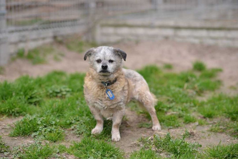 Puti - psi senior szuka domu