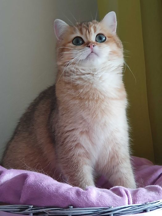 Золотистая британская шиншилла котята кошка кошечка