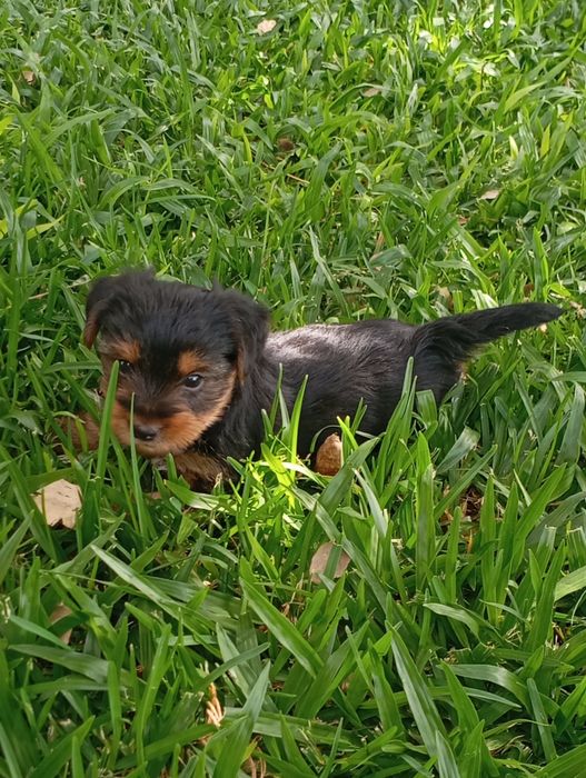 Fêmea Yorkshire Terrier
