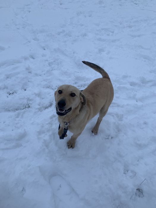 Безкоштовно віддам песика!