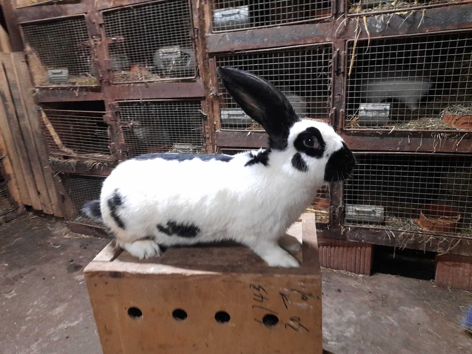 Srokacz Niemiecki czarny 95.5pkt