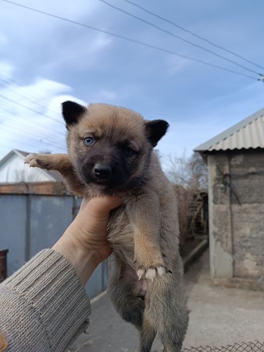 Цуценята в добрі руки