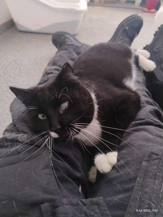 kot kocur do adopcji za darmo