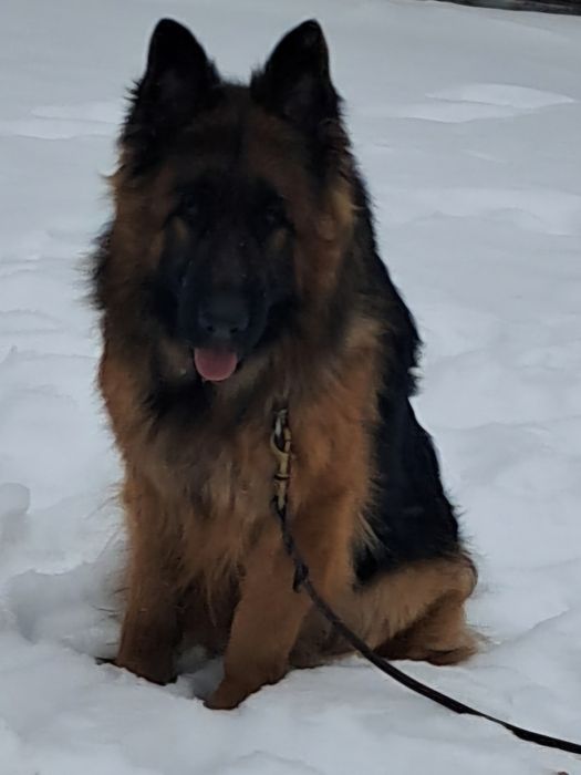 Подрощенная сука