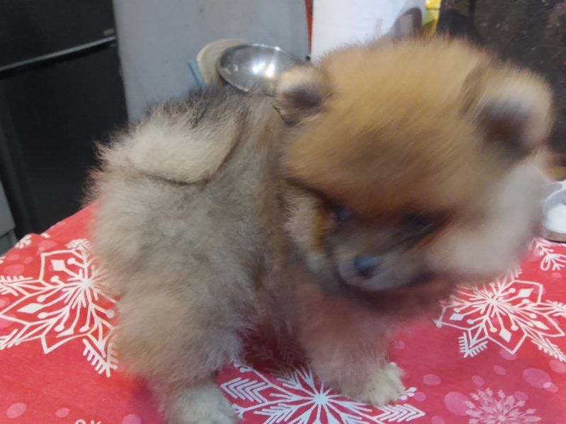 Piękny chłopak pomerianian