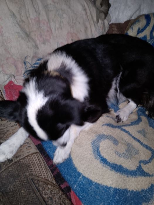 Отдамо в хороші руки маленьких цуциків.