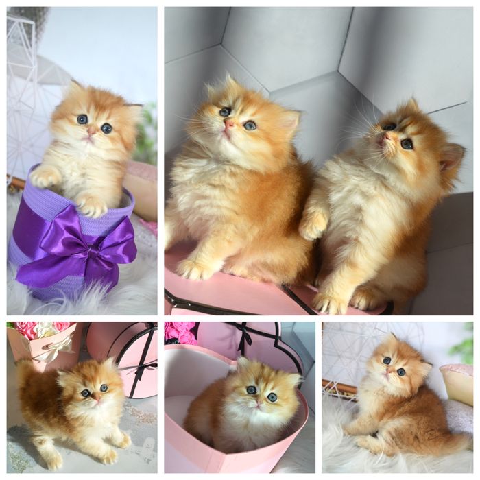 Британские котята золотпя шиншилла /британські котята золота шиншила