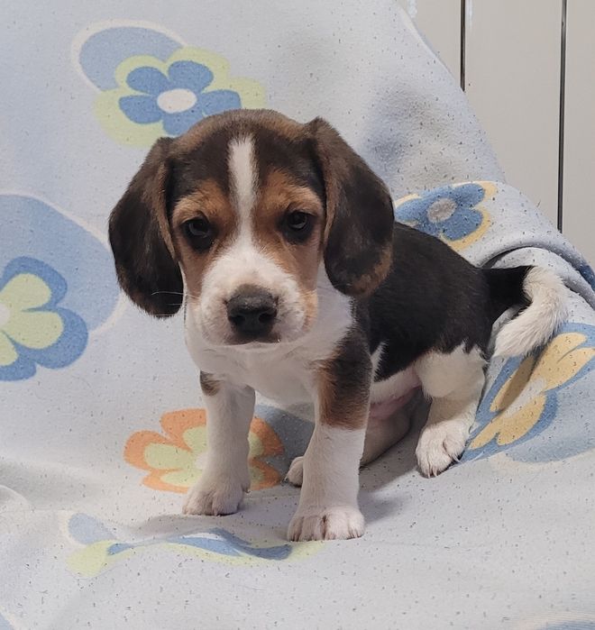Beagle tricolor bebé