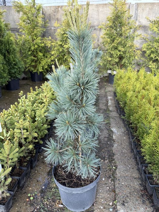 Sosna ( Cessarini blue)