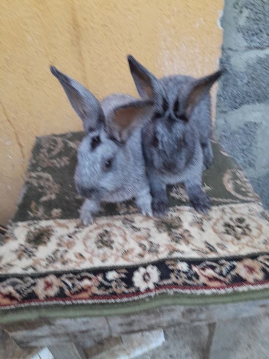 Продаю кролики велике європейське срібло вік 3 місяці вага 3 кг є самц