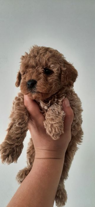 Той пудель toy poodle