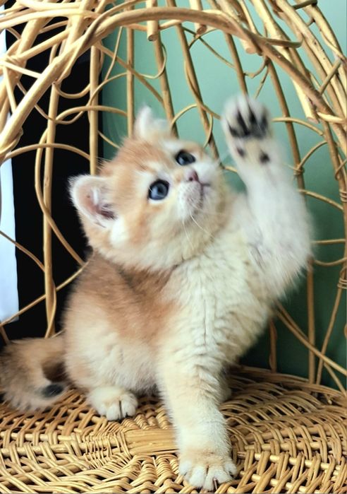 Продажа котят в домашние любимцы.