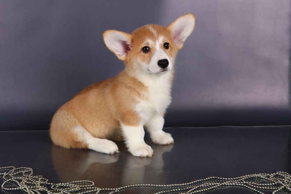 Дівчинка вельш коргі пемброк_Блонда