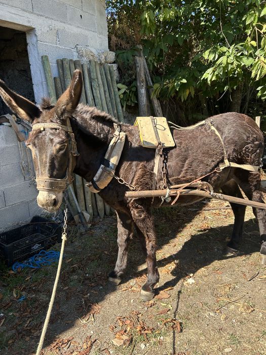 Burra cruzada com 5 anos