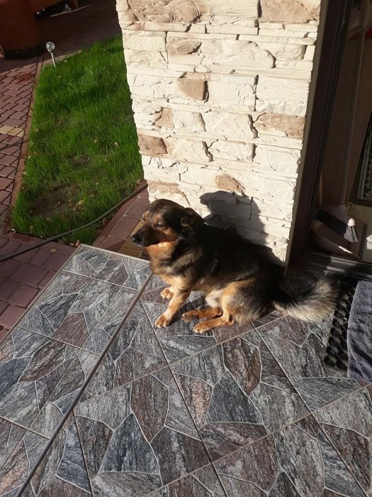 Oddam  Psa  LUCKY  w dobre ręce  Do oddania  pies Lucky