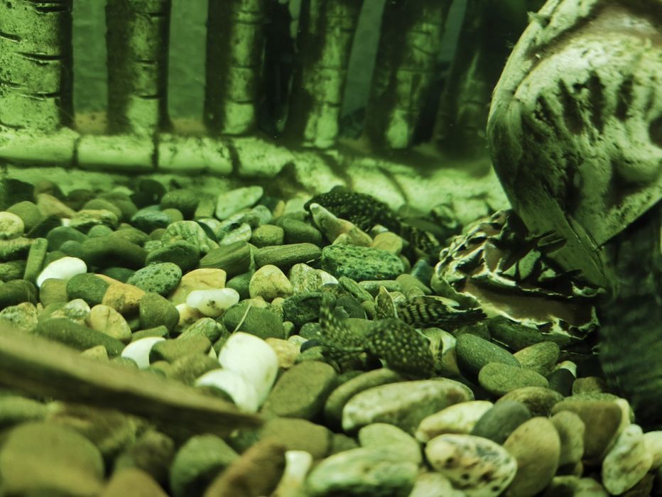 Сомик анциструс звичайний