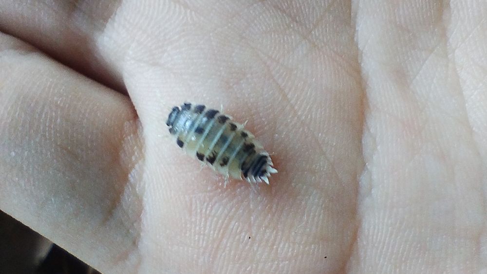 Izopody Porcellio laevis Dairy Cow