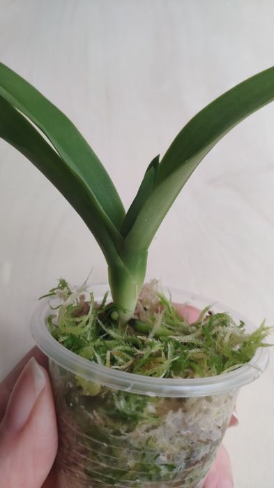 Орхидея Sarcochilus детка