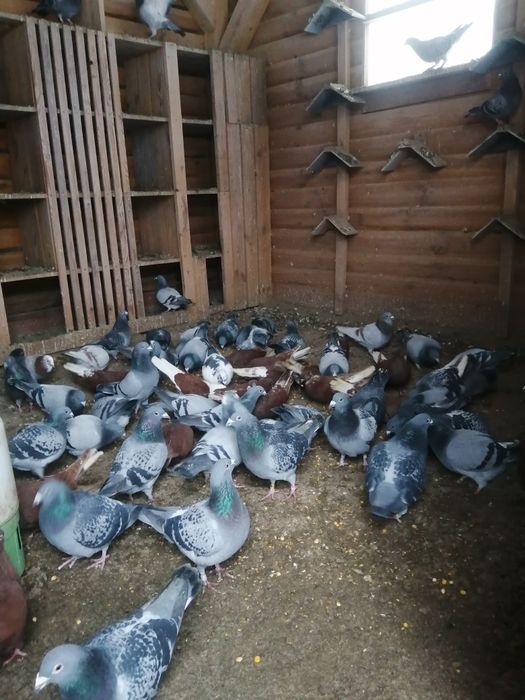 Sprzedam gołębie pocztowe i orliki