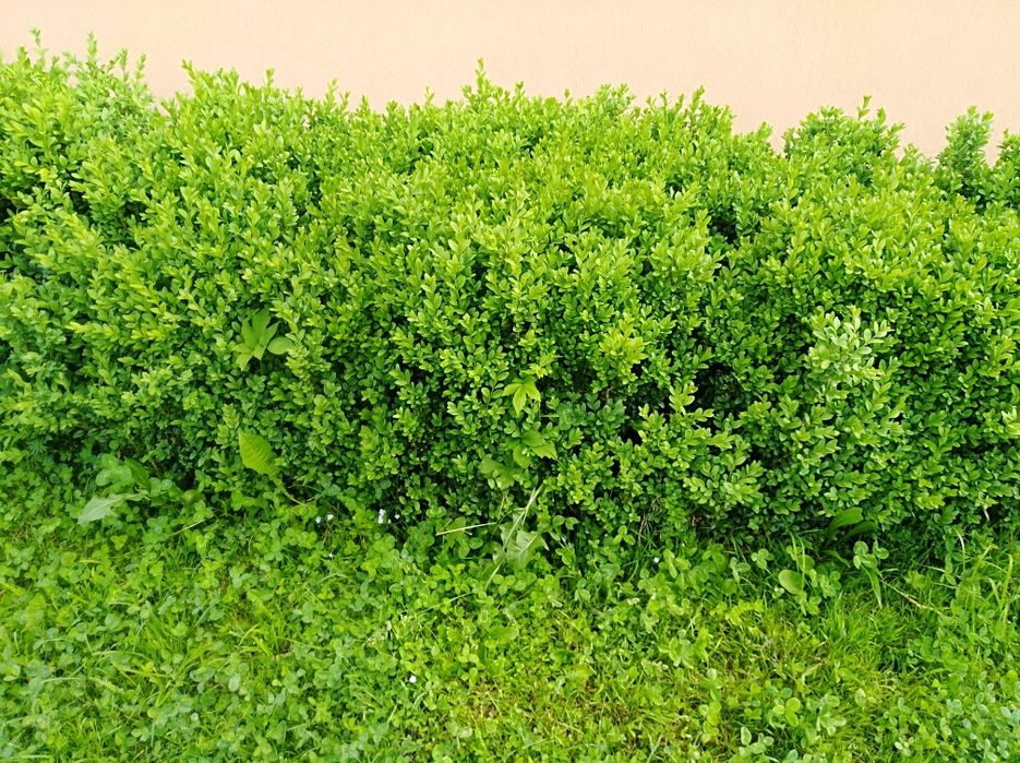 Вічнозелений самшит.