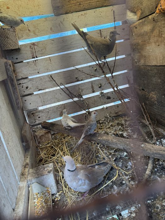 Vendo rolas diamante e turcas