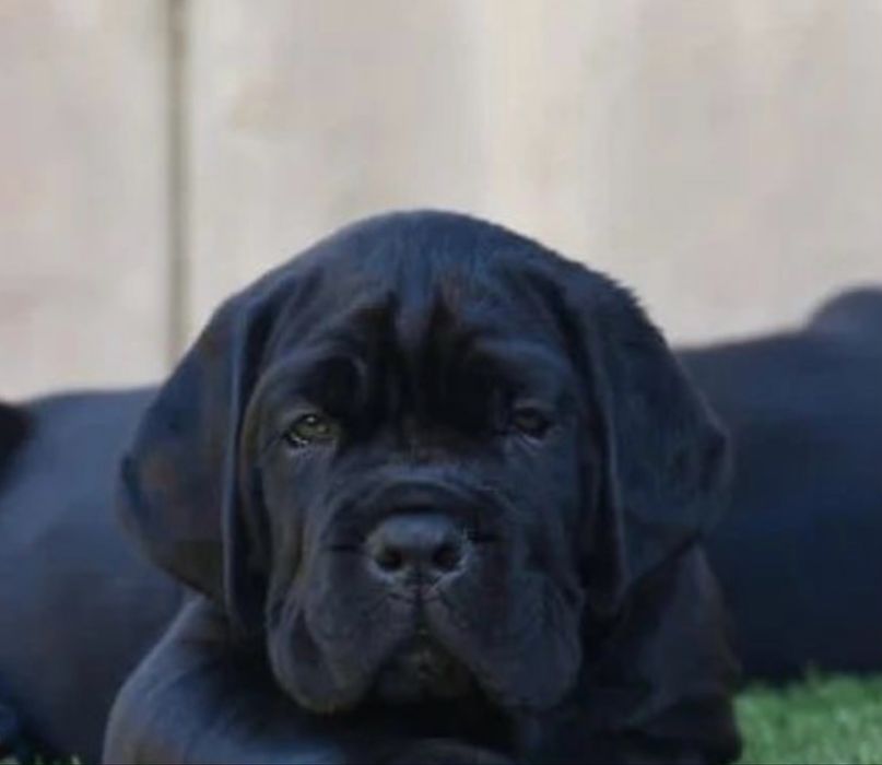 Cane corso хлопчик чорного окрасу