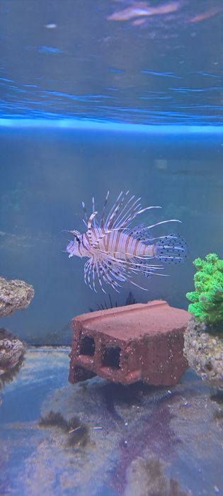 Pterois volitans black Skrzydlica