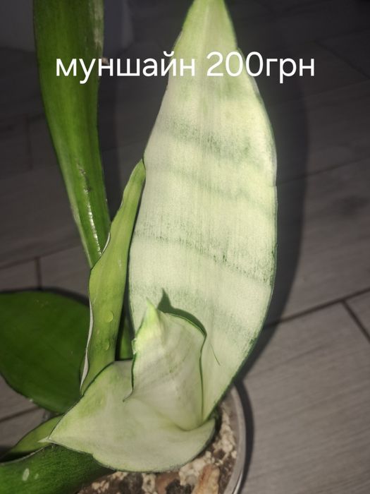 Сансивієрія супер стар,,стрікер,перл янг,муншайн,циліндрика