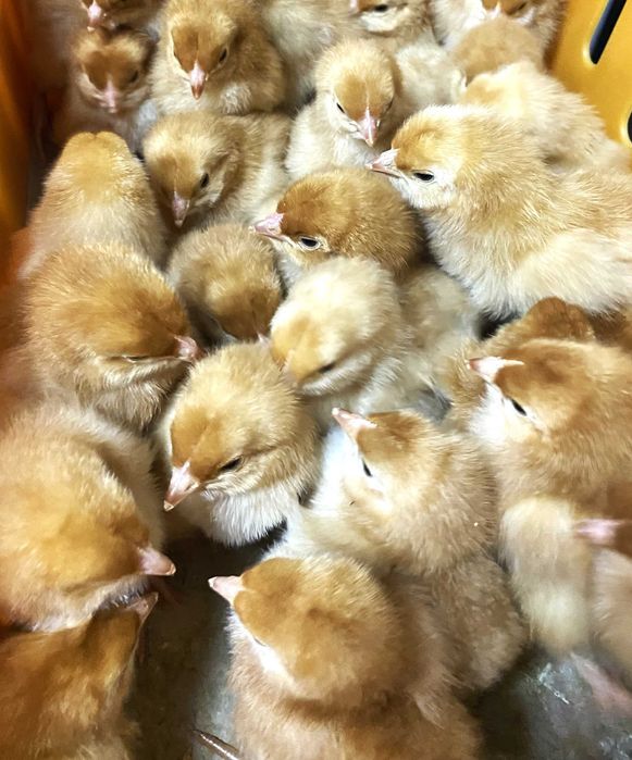 Kurczaki pisklęta nioski, mięsne, Blueshell, Greenshell, Sussex, Rosa,