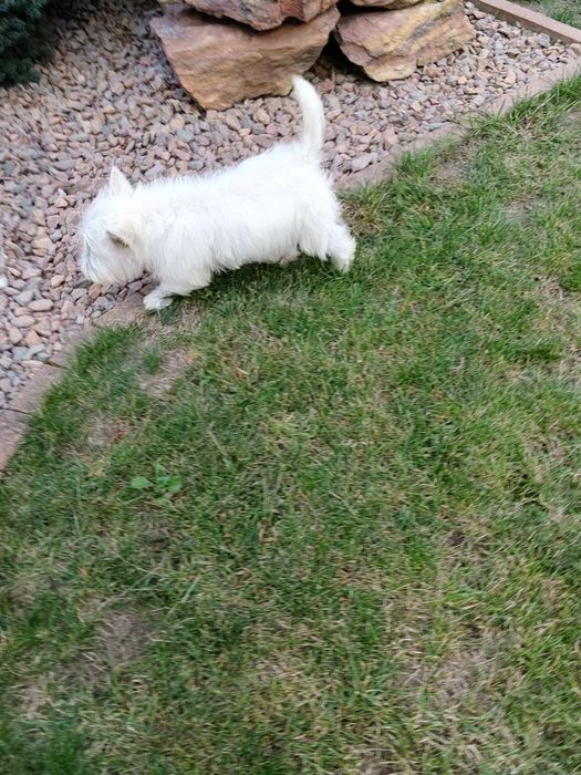 West Highland White Terrier sunia