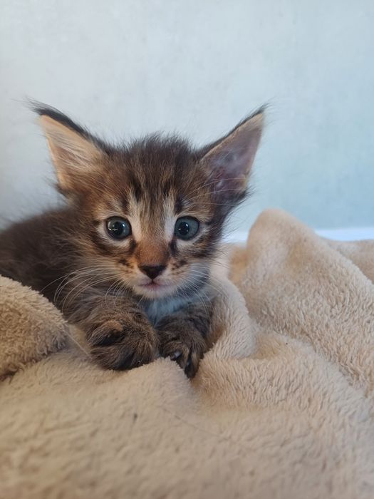 віддам кошенят в хороші руки