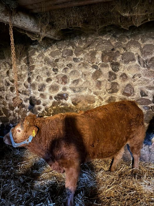 Sprzedam byczka LM limousine