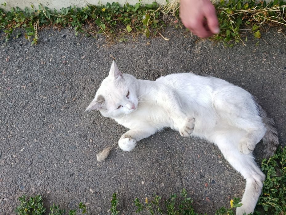 Ласкавий, зраджений котик терміново шукає Люблячу, Відповідальну Сім'ю