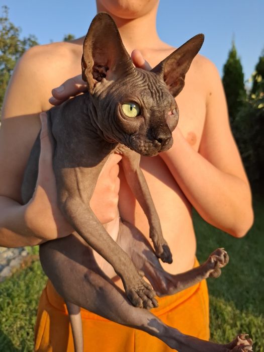 Uroczy czarny kocurek FPL  adopcja płatna