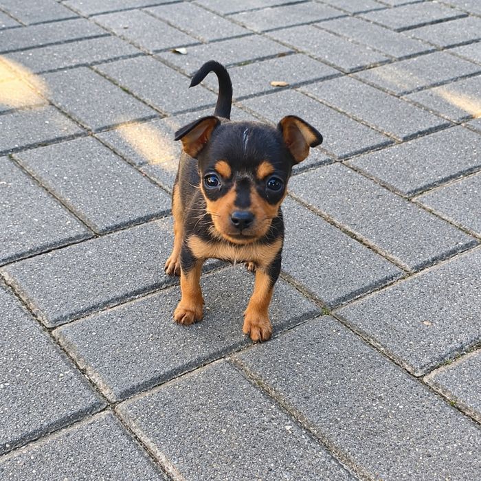 Pinscher miniatura - fêmea