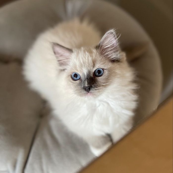 Kotka Ragdoll, rodowod Fpl